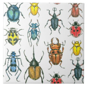 Carreau Beetles