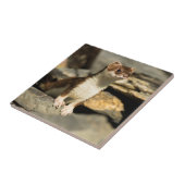 Carreau Belette vigilante (Côté)