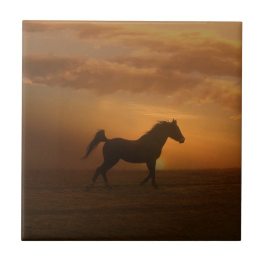 Carreau Belle Arabian Sunset Art Carrelage Cheval Lover (Devant)