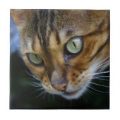 Carreau Belle Chat Bengale (Devant)