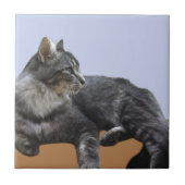 Carreau Belle Chat Relaxant (Devant)