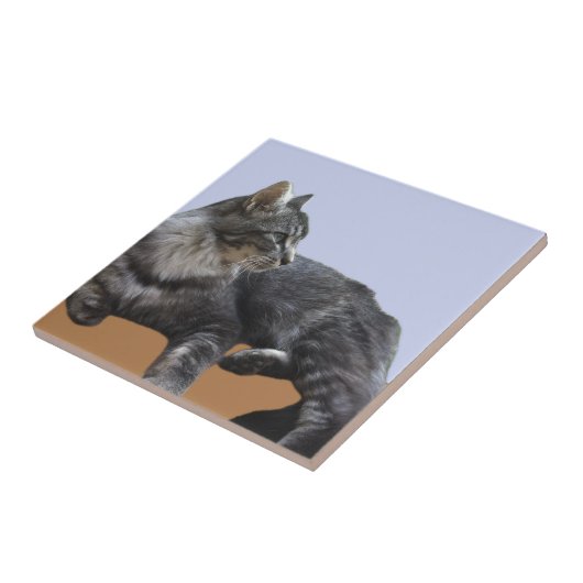 Carreau Belle Chat Relaxant (Côté)