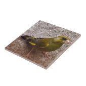 Carreau Belle Finche (Côté)