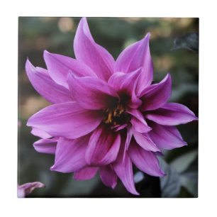 Carreau Belle fleur de dahlia