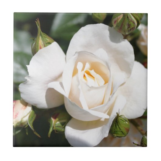 Carreau belle fleur de rose blanche. amour et romance (Devant)