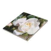 Carreau belle fleur de rose blanche. amour et romance (Côté)