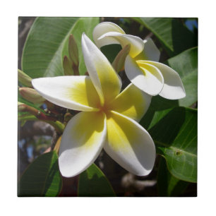 Carreau Belle fleur jaune-blanche de Plumeria