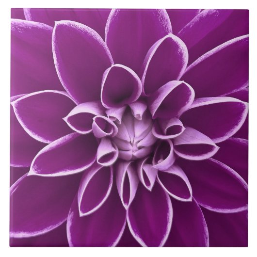 Carreau Belle fleur pourpre de dahlia (Devant)