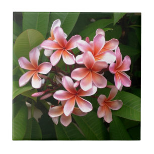 Carreau Belle fleur rose de Plumeria