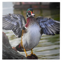 Belle frapper Bois Canard Floride Photographie