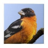 Carreau Belle grêle à tête noire dans un arbre (Devant)