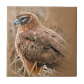 Carreau Belle harceleuse du Nord dans le marais (Devant)