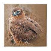 Carreau Belle harceleuse du Nord dans le marais (Devant)