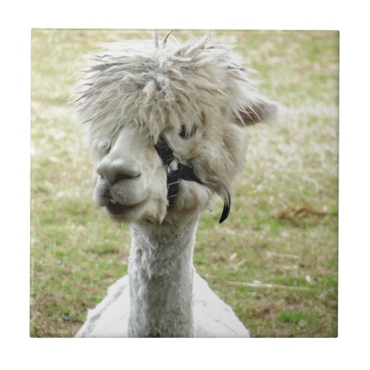 Carreau Belle Llama blanche (Devant)