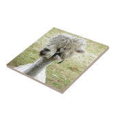 Carreau Belle Llama blanche (Côté)