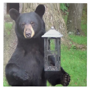 Carreau Belle Ours Noir