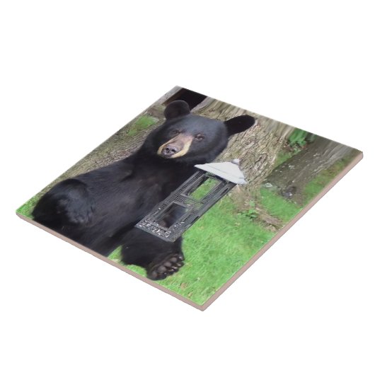 Carreau Belle Ours Noir (Côté)