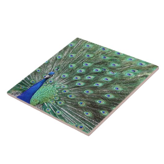Carreau Belle Peacock Art Tile (Côté)