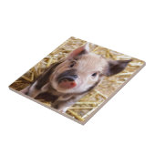 Carreau Belle photo d'un bébé porc (Côté)