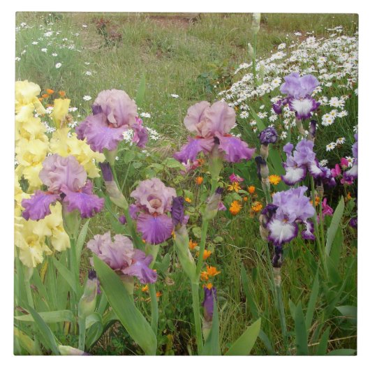 Carreau Belle photo florale d'iris violet (Devant)