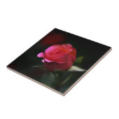 Carreau Belle Rose Rouge (Côté)