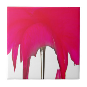 Carreau Belle rose rouge extraordinaire sous le ciel blanc