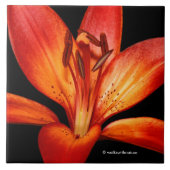 Carreau Belle Rouge Orange Asiatique Lily Gran Paradiso (Devant)