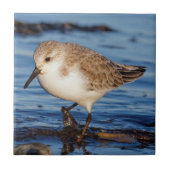 Carreau Belle Sanderling Wanders Shortry Shorts (Devant)