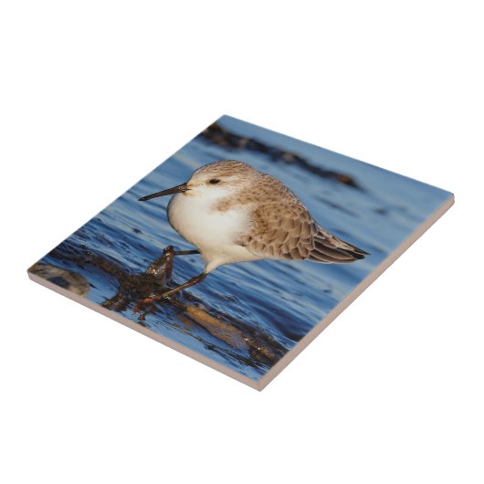 Carreau Belle Sanderling Wanders Shortry Shorts (Côté)