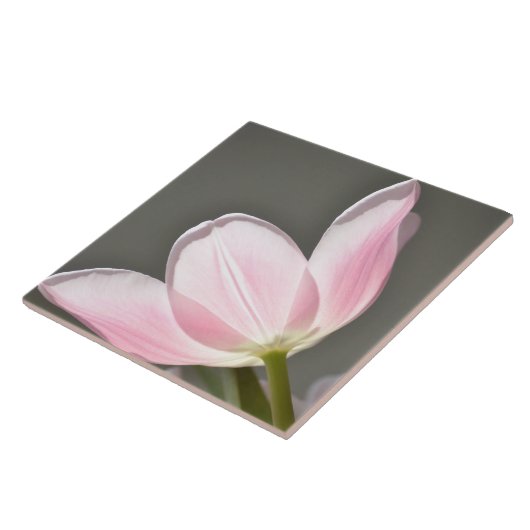 Carreau Belle tulipe (Côté)