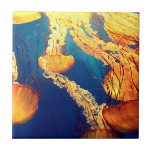 Carreau Belle Vie Marine : Jellyfish or