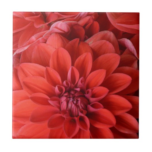 Carreau Belles fleurs de dahlia rouge (Devant)