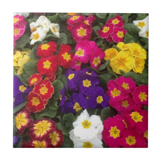 Carreau Belles fleurs de Polyanthus brillantes (Devant)