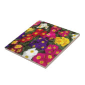 Carreau Belles fleurs de Polyanthus lumineuses (Côté)