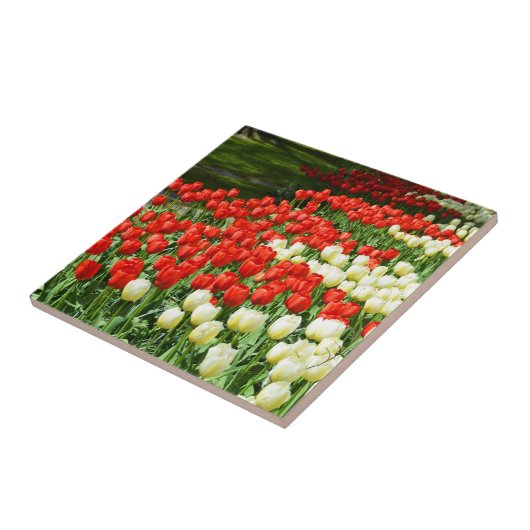 Carreau Belles tulipes (Côté)