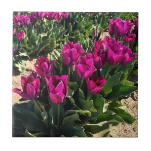 Carreau Belles tulipes