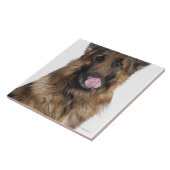 Carreau Berger allemand (Côté)