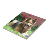 Carreau Berger allemand à cheveux longs (Côté)