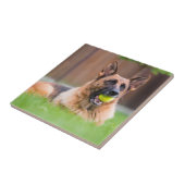 Carreau Berger Allemand Avec Bal De Tennis (Côté)