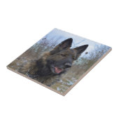 Carreau Berger allemand Noir-sellé magnifique (Côté)