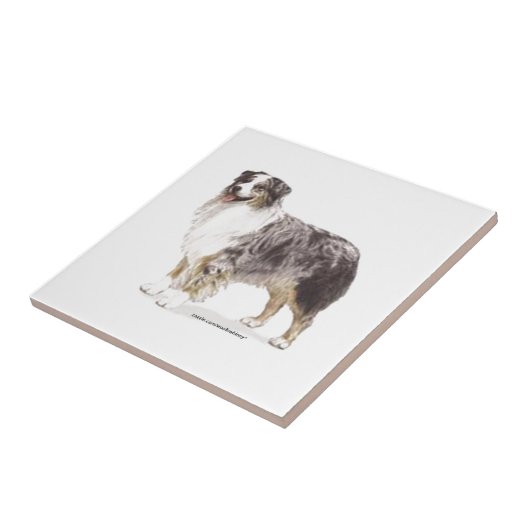 Carreau Berger australien (Côté)