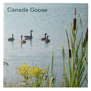 Carreau Bernaches du Canada et Massettes