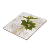 Carreau Berry Bouche de Dogwood texturé dans Jar Vie morte (Côté)