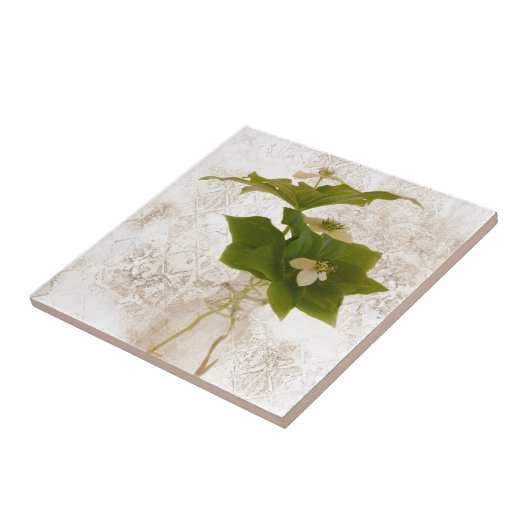 Carreau Berry Bouche de Dogwood texturé dans Jar Vie morte (Côté)