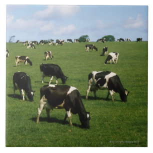 Carreau Bétail de frison du Holstein, Irlande