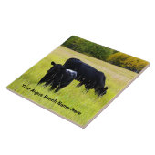 Carreau Bétail noirs d'Angus frôlant dans le domaine (Côté)