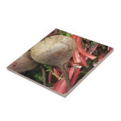 Carreau Betteraves (Côté)