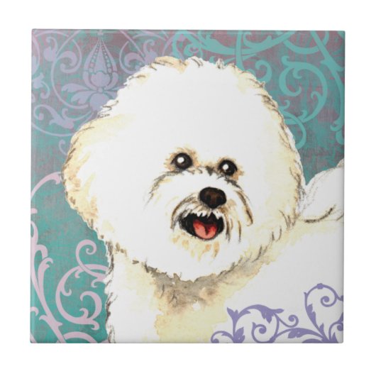 Carreau Bichon élégant Frise (Devant)