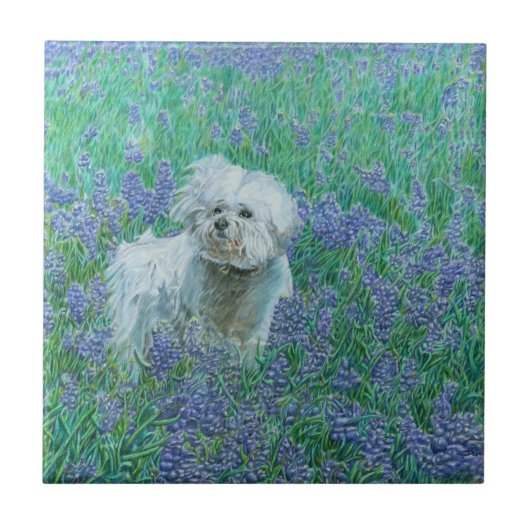 Carreau Bichon Frise (Devant)