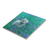 Carreau Bichon Frise (Côté)